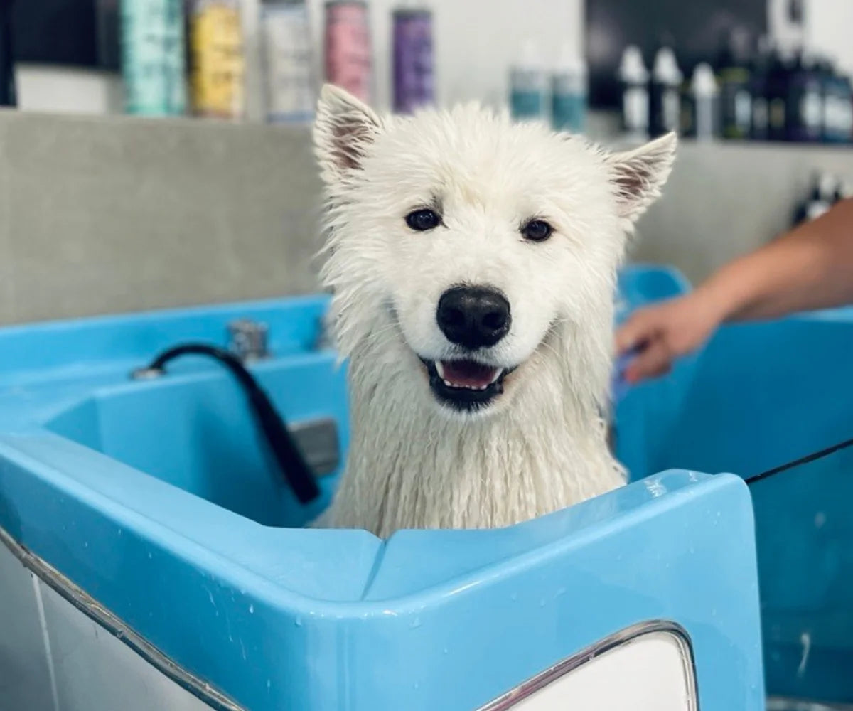 Moisturizing Dog Shampoo 5In1 - Allergy Dog and Cat Shampoo, Sulfate Parabens SLS Free Natural Composition Grooming Product with Essential Oils for Gentle Coat & Skin Deep Hydration, 13.5 Oz